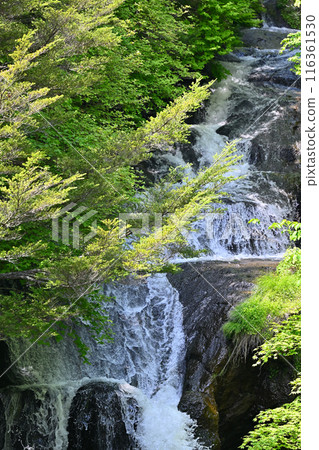 Fresh greenery and Ryuzu Falls (Nikko City, Tochigi Prefecture) 116361530