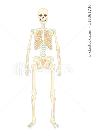 Bones type skeleton. Educational anatomical diagram element. Bone example. Educational medical vector illustration 116361736