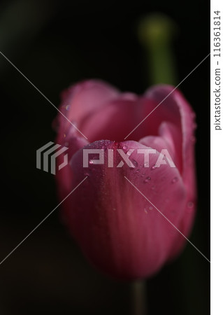 紅色鬱金香花 紅色鬱金香花 116361814