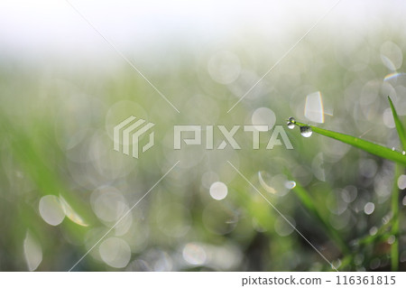 Grass blades wet with morning dew Grass blades wet with morning dew 116361815
