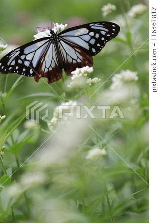 Asagi madara stuck in a flower Asagi madara stuck in a flower 116361817