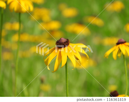 Ludovcekia in full bloom Ludovcekia in full bloom 116361819
