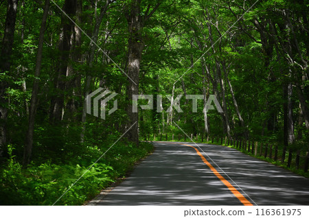 Driving through the fresh greenery (Oku-Nikko, Tochigi Prefecture) Driving through the fresh greenery (Oku-Nikko, Tochigi Prefecture) 116361975