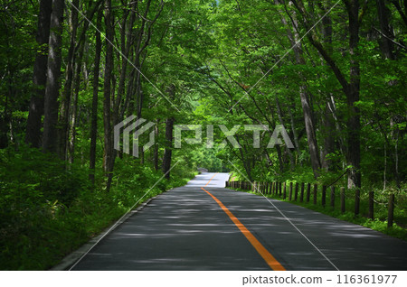 Driving through the fresh greenery (Oku-Nikko, Tochigi Prefecture) Driving through the fresh greenery (Oku-Nikko, Tochigi Prefecture) 116361977