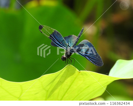 A beautiful dragonfly called "butterfly dragonfly" resting on a lotus leaf A beautiful dragonfly called "butterfly dragonfly" resting on a lotus leaf 116362434