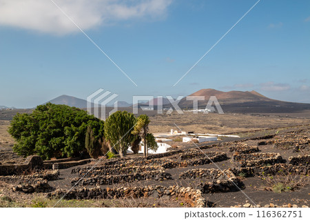 Traditional vineyards, La Florida, Lanzarote, Spain Traditional vineyards, La Florida, Lanzarote, Spain 116362751