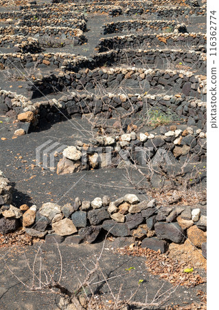 Traditional vineyards, La Florida, Lanzarote, Spain 116362774