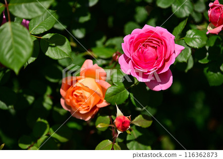 Beautiful May Roses Beautiful May Roses 116362873