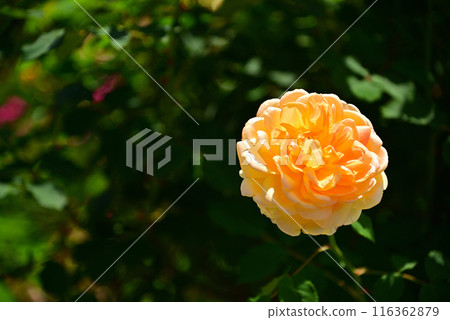 Beautiful May Roses 116362879