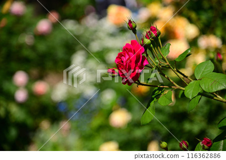 美麗的五月玫瑰 116362886