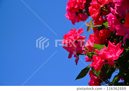 Beautiful May Roses 116362889