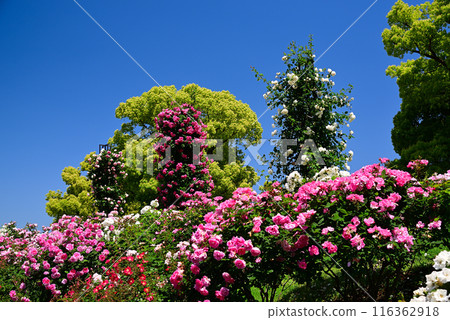 美麗的五月玫瑰 116362918