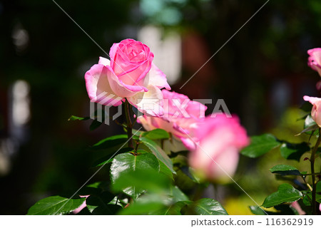 美麗的五月玫瑰 116362919