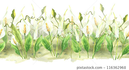 Tropic house plant seamless border. Leaves, Calla white flowers, green creeper, Anthurium buds. Exotic curly greenery on watercolor splashes background Clipart for print Painted illustration Isolated  116362968