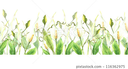 Watercolor tropical flowers seamless border Exotic plant with leaves, white bud Curly green creeper, jungle plant greenery. Repeat horizontal pattern print Painted illustration on isolated background Watercolor tropical flowers seamless border Exotic plant with leaves, white bud Curly green creeper, jungle plant greenery. Repeat horizontal pattern print Painted illustration on isolated background 116362975