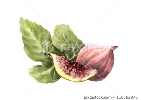 Purple figs with leaves. Ripe whole and cut violet fruit. Food, arrangement, plant, botanical clipart for card, jam label, price tag, logo. Hand drawn watercolor illustration on isolated background 116362976