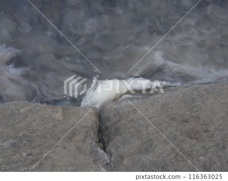 Kumano Kodo 116363025