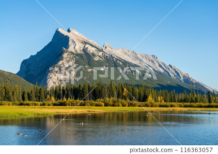 Vermilion Lakes and Mount Rundle autumn foliage scenery in sunset time. Banff National Park, Canadian Rockies, Alberta, Canada. Colorful trees and water plants with yellow, orange, golden colors. Vermilion Lakes and Mount Rundle autumn foliage scenery in sunset time. Banff National Park, Canadian Rockies, Alberta, Canada. Colorful trees and water plants with yellow, orange, golden colors. 116363057