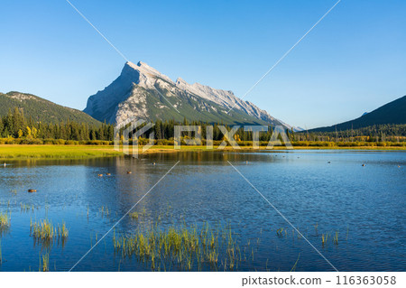 Vermilion Lakes and Mount Rundle autumn foliage scenery in sunset time. Banff National Park, Canadian Rockies, Alberta, Canada. Colorful trees and water plants with yellow, orange, golden colors.  116363058