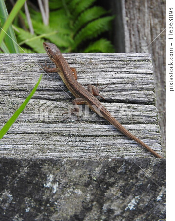 日本假名蛇 116363093