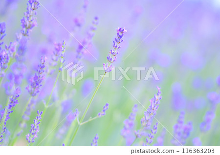 A photo of a lavender field that gives a sense of the beauty of nature and relaxes you Summer image 116363203