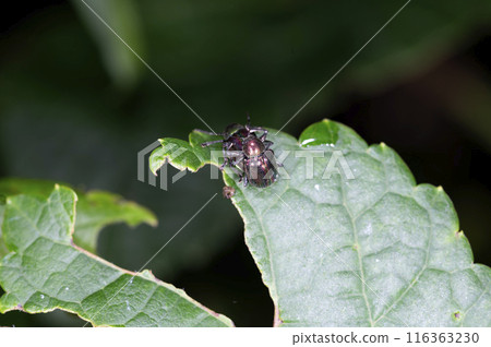 Red leaf beetle 116363230