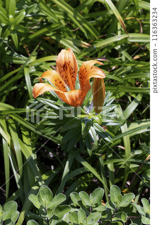 百合maculatum 116363234