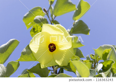 Hamabou Hamabou 116363243