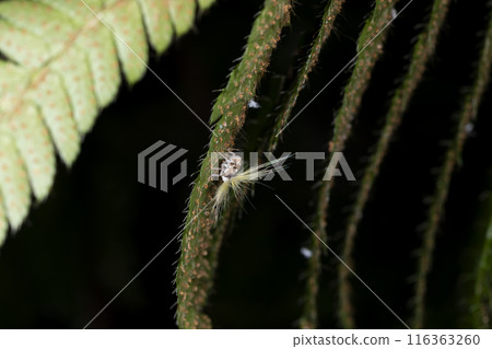 Bekko Hagoromo的幼蟲 116363260