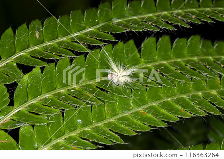 Bekko Hagoromo的幼蟲 116363264