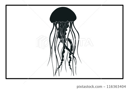 Silhouette of jellyfish, Jellyfish design illustration Silhouette of jellyfish, Jellyfish design illustration 116363404