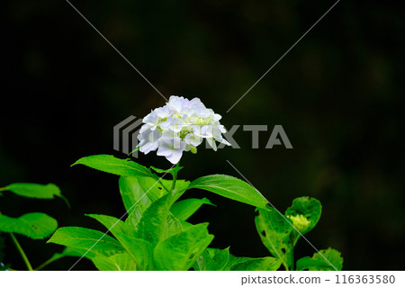 淡紫色繡球花 116363580