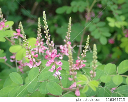 Komatsunagi flowers blooming in summer Komatsunagi flowers blooming in summer 116363715