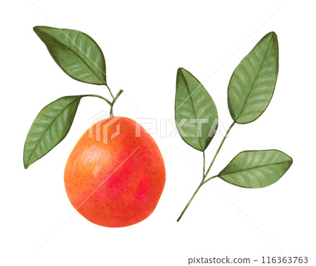 Whole grapefruit or blood orange with leaves. Illustration with watercolors and markers. Hand drawn isolated clipart. Organic fruit sketch for juice or detox smoothie, healthy food with vitamin C. 116363763