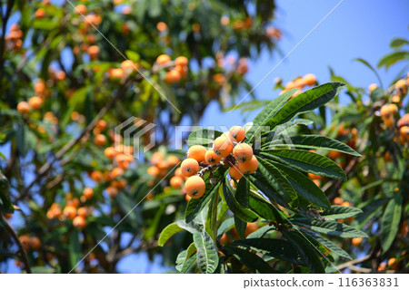 Loquat that bears fruit in early summer Loquat that bears fruit in early summer 116363831
