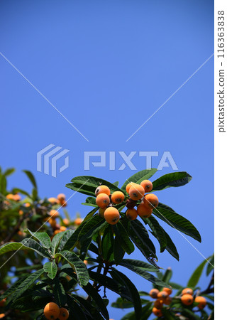 初夏結果的枇杷 116363838