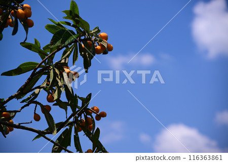 Loquat that bears fruit in early summer 116363861