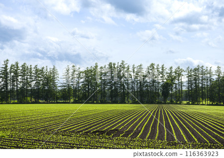 北海道十勝平原 北海道十勝平原 116363923