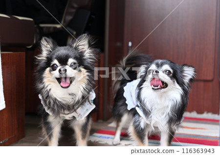 Traveling in a camper with my dog, a long coat Chihuahua 116363943