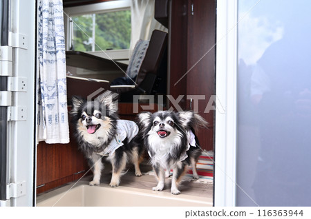 Traveling in a camper with my dog, a long coat Chihuahua 116363944