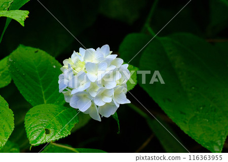 雨後的小繡球花 116363955