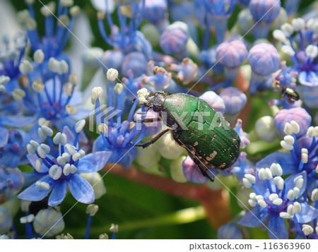 A flower beetle resting on a hydrangea flower 116363960