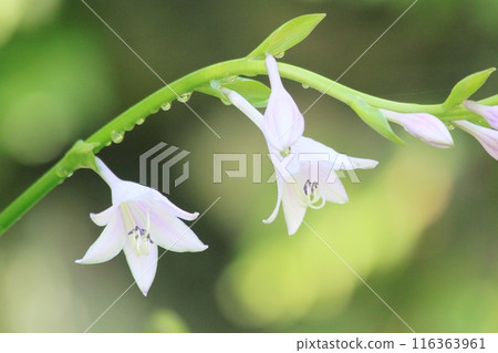 The pretty Hosta maximowicziana 116363961