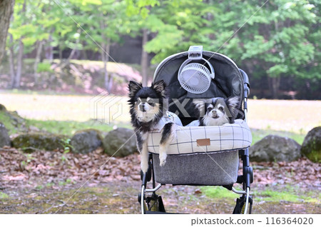 Summer trip with my dog: Walking in a summer resort with a fan attached to a dog cart: Long-coated Chihuahua Summer trip with my dog: Walking in a summer resort with a fan attached to a dog cart: Long-coated Chihuahua 116364020