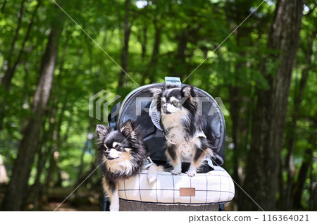 Summer trip with my dog: Walking in a summer resort with a fan attached to a dog cart: Long-coated Chihuahua Summer trip with my dog: Walking in a summer resort with a fan attached to a dog cart: Long-coated Chihuahua 116364021