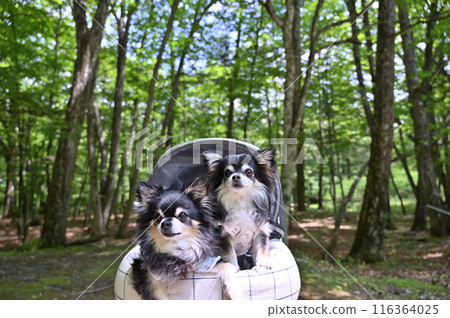 Summer trip with my dog: Walking in a summer resort with a fan attached to a dog cart: Long-coated Chihuahua 116364025