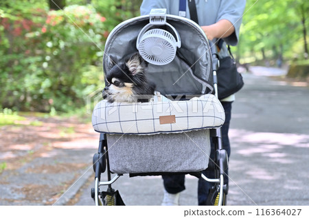 Summer trip with my dog: Walking in a summer resort with a fan attached to a dog cart: Long-coated Chihuahua 116364027