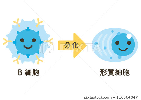 Plasma cells differentiate from B cells Plasma cells differentiate from B cells 116364047