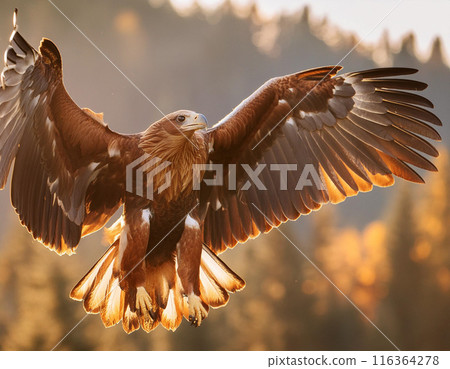 Eagle in Flight: Detailed Feathers with Natural Background 116364278