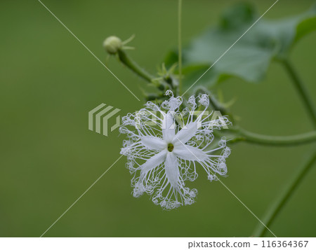 蕾絲般的蛇葫蘆花 蕾絲般的蛇葫蘆花 116364367